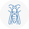 Workington Wasp Nest Removal